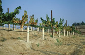 PD symptoms on vineyard